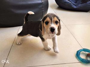 Healthy 40 days Tri colour Male Beagle Pup