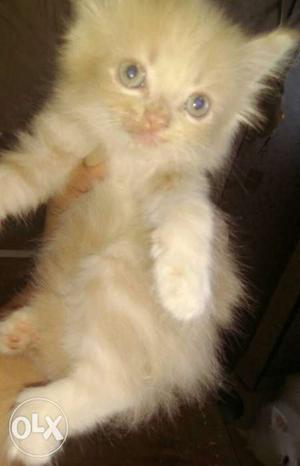 Healthy Persian kitten male female both available