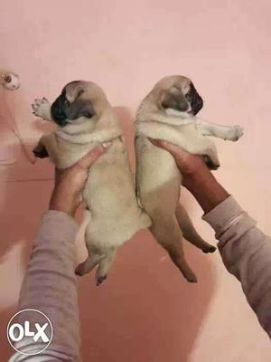 Healthy and active pug puppies available male