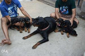 Homebreed Topquality ROTTWEILER two puppies left