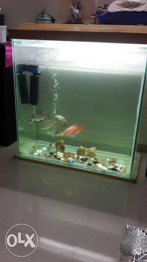 Huge fish tank giving away in a very reasonable price with 6
