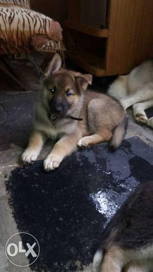 Husky and gsd crossing need puppies 50 days age