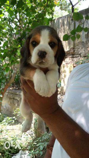 Import Line Beagle pups show breed male rs  n female