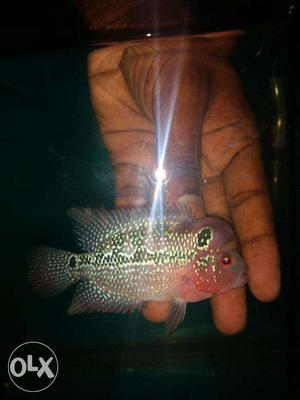 Imported Srd flowerhorn available 3" size with