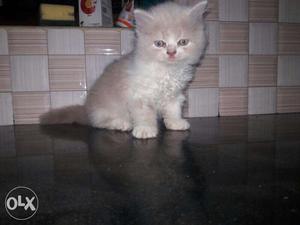 Italian Persion Cat, Female, 1 month