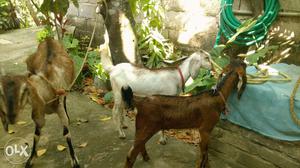 Jamunapari Goat and male and female four month