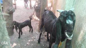 Jamunapari goat with two male kids