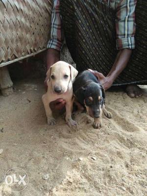 Kanni puppys 30 day old, sakthivel Rajapalayam