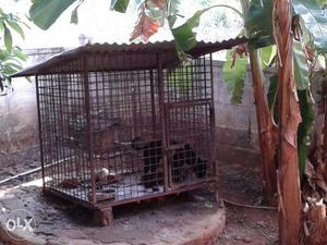 Kennel cage with pomeranian dog kizhakkumpattukara