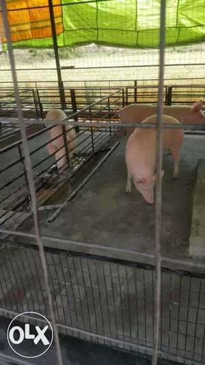 Kheri Maan Singh Pig Farm