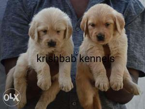 Krishbab kennels Golden retrievers male and