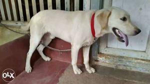 LABRADOR MALE DOG 10 month's old. fully