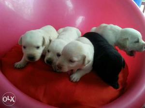 Lab Puppies for sale