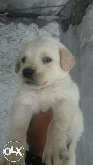 Lab golden male puppy age 30 days good quality nd