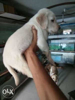 Lab male avalable free home delivry