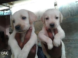 Lab pom Gsd puppy available Au.bad Gangapur