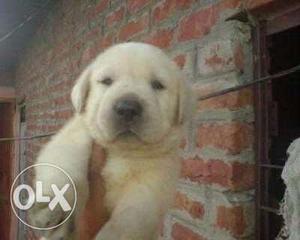 Lab puppies 45+ days opd All breeds available