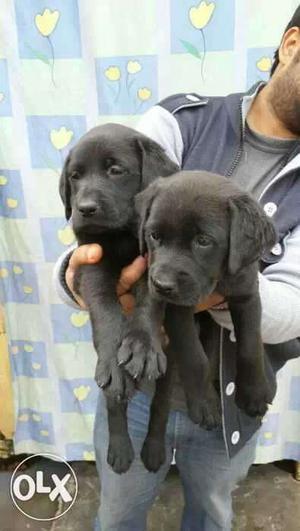 Lab,rott, jerman, pug all puppy available hy