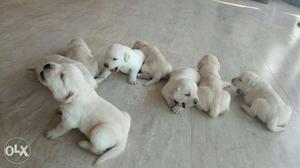 Labrador available in low price female  male