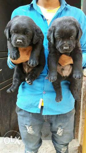 Labrador black color puppies available security