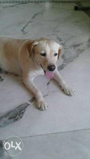 Labrador female sell