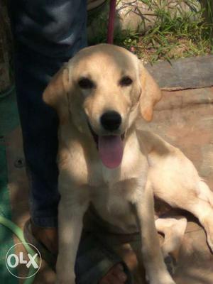Labrador for sale. 3 months old female pup. Good