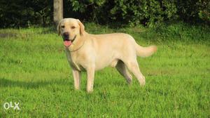 Labrador good quality male is available for good homes