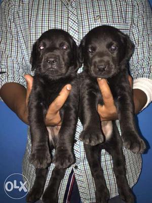 Labrador heavy Bone puppies available pure breed