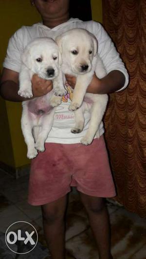 Labrador male and female pups available dewormed