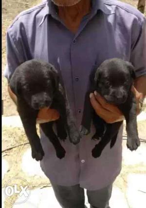 Labrador male & female puppy original breed dog Best Breed