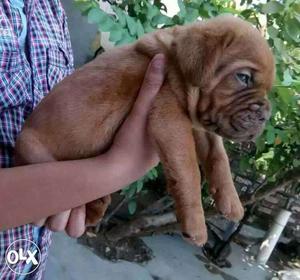 MUMBAI:-- Golden Retriver" Pug" Labrador" Saint