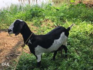 Malabari 4 months pregnant mozha goat for saile
