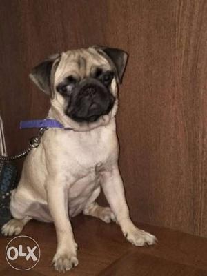 Male Pug puppy 4 months old for sale