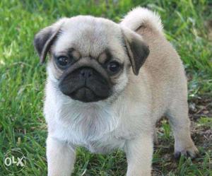 Male pug puppy available for low price