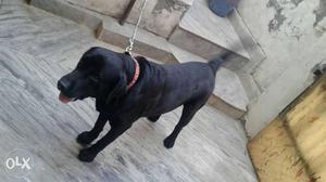 Medium Short Coated Black Dog age 2 year