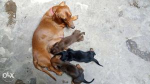 Medium-size Short Coated Brown Dog And Three Black And Brown