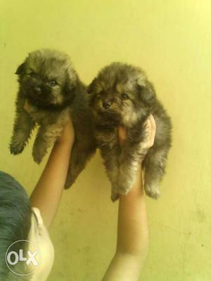 Mini pom pups for sell