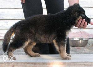 MrDogJaipur show quality German Shepherd pups in jaipur181