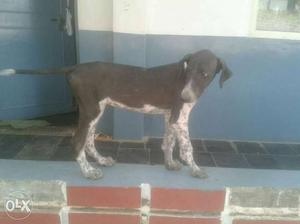 Mudhol hound puppies available