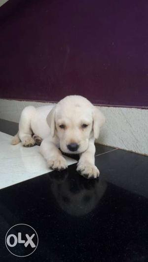 New born 30 day's() labrador puppi