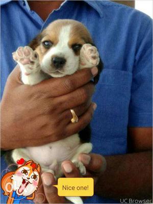 Nice quality beagles available