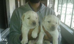 O6 Labrador puppy heavy bonne top quality importd