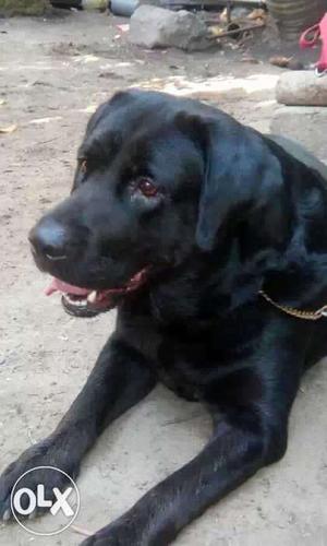 One and half year lab for sale cute looking for