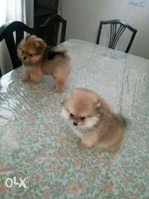 One6 show quality pom male puppy in available