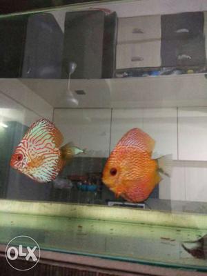 Orange And Silver Discus Fish