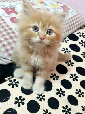 Orange And White Fur Kitten