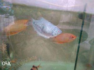 Pair of imported orange gourami fish