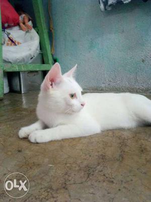 Persian cat 3 months old play full & active