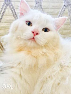Persian cat 7months old toilet trained male cat very active