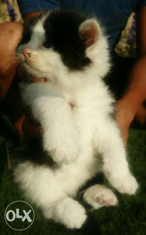 Persian cat Kitten black n white golden female